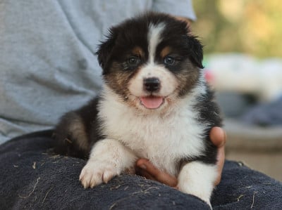 Les chiots de Berger Australien