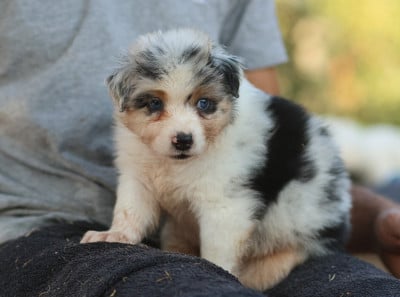 Les chiots de Berger Australien