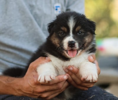 Les chiots de Berger Australien