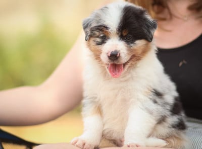 Les chiots de Berger Australien
