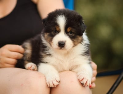 Les chiots de Berger Australien