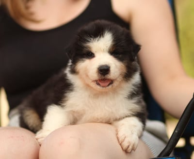 Les chiots de Berger Australien