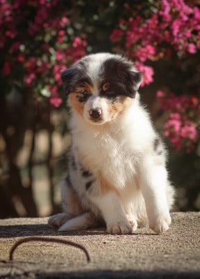 Les chiots de Berger Australien