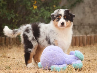 Les chiots de Berger Australien
