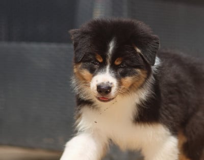 Les chiots de Berger Australien