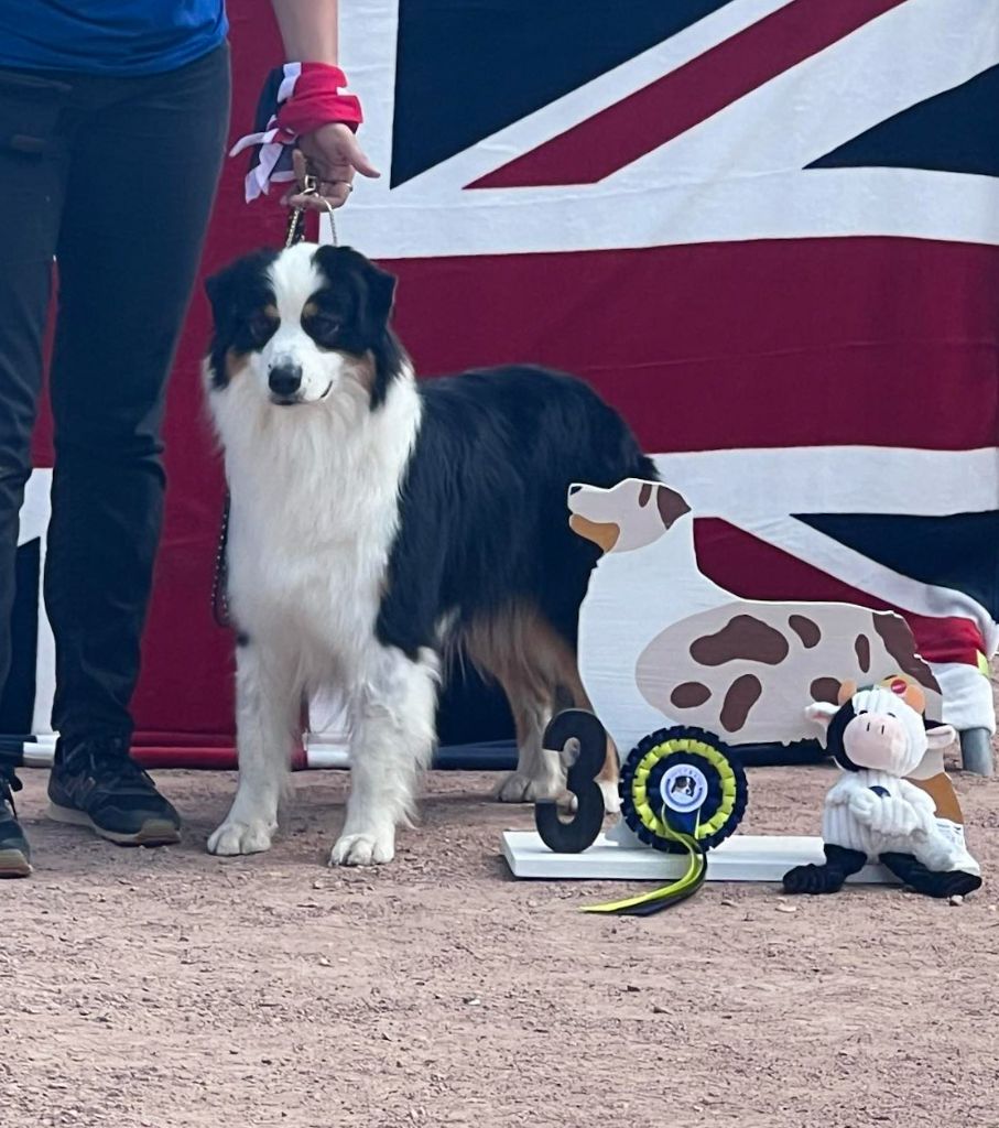 This not today Semper Fidélis Aussie - 3ème/12 Excellent