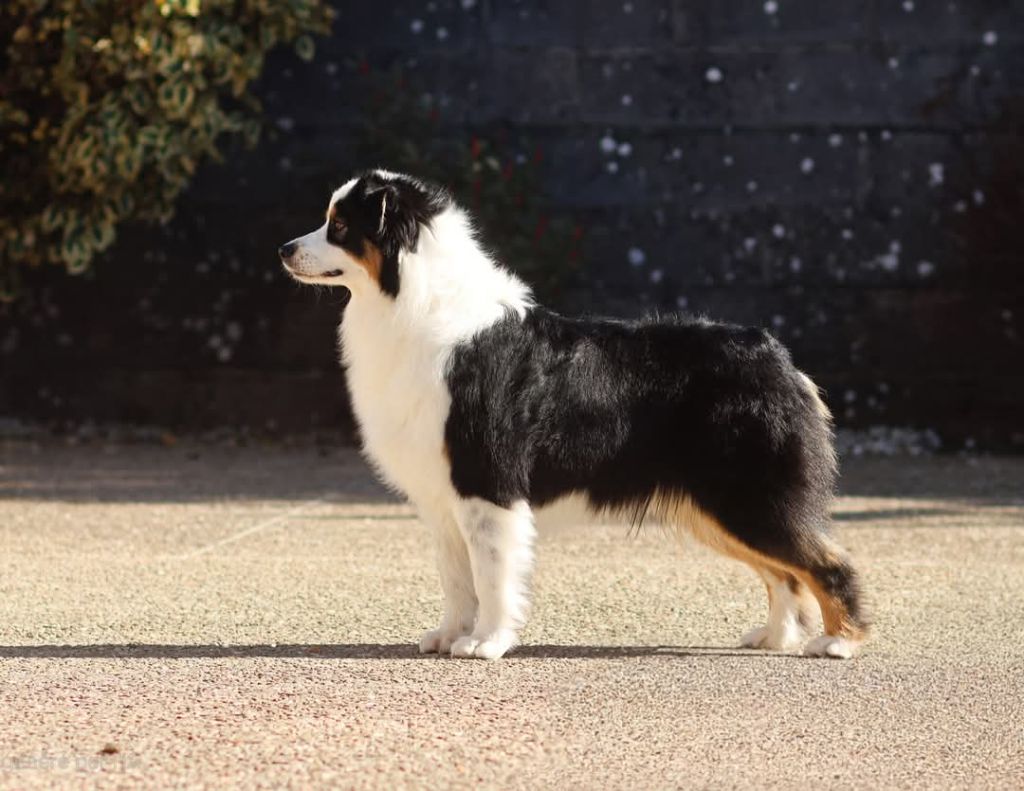 This not today Semper Fidélis Aussie - 2eme excellent Classe Inter 15 mois