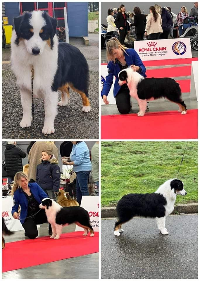 This not today Semper Fidélis Aussie - Très prometteur Classe Puppy