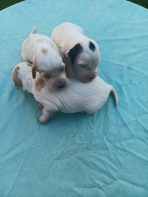 Les chiots de Setter Anglais