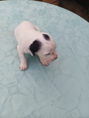 Les chiots de Setter Anglais