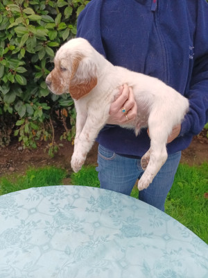 Les chiots de Setter Anglais