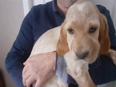 Les chiots de Setter Anglais
