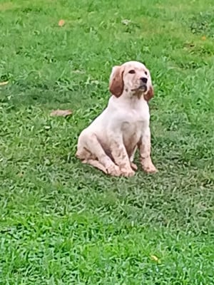 Les chiots de Setter Anglais