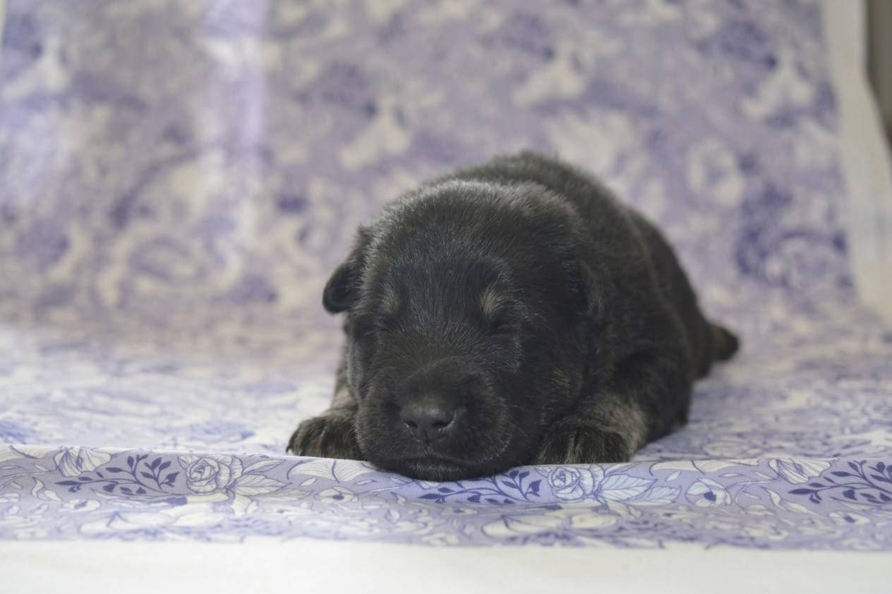 Mâle sans collier -noir et feu- - Eurasier