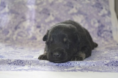 Les chiots de Eurasier