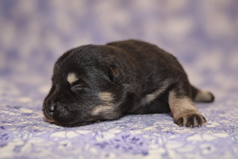 Eurasier - Des Loups De Niflheim