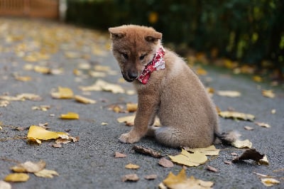 Les chiots de Shikoku