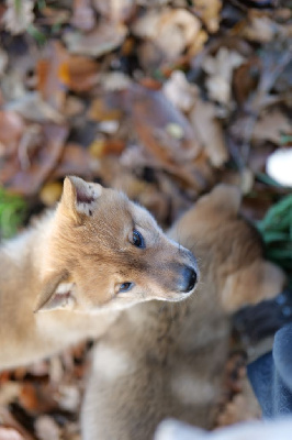 Les chiots de Shikoku