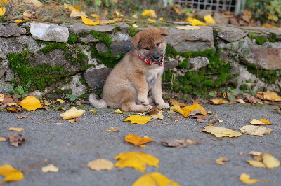 Les chiots de Shikoku