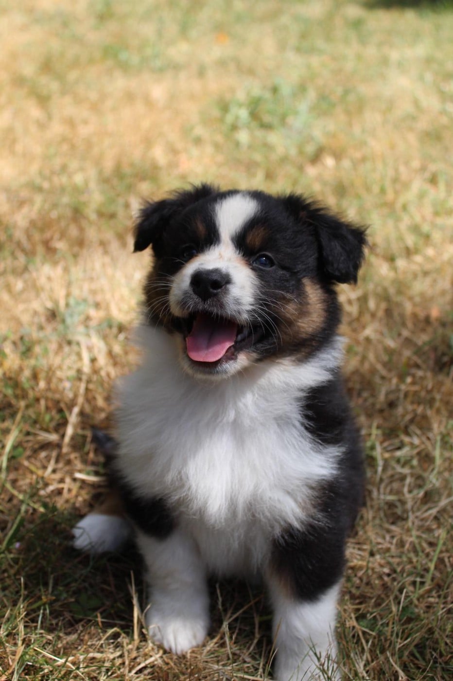 CHIOT 3 - Berger Australien