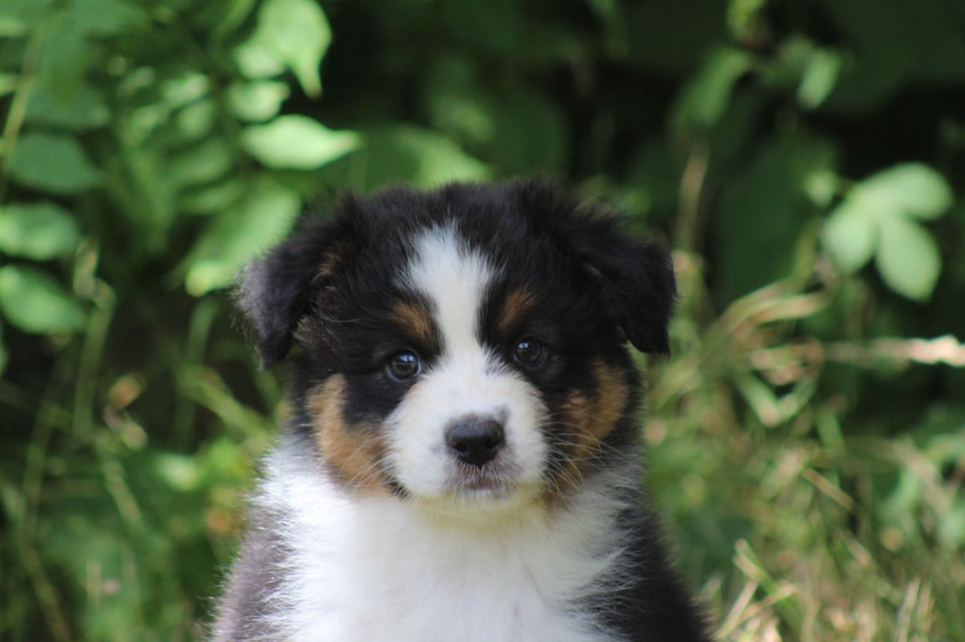 CHIOT 7 - Berger Australien