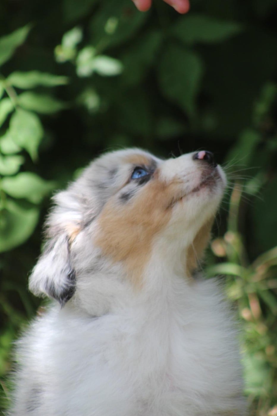 CHIOT 8