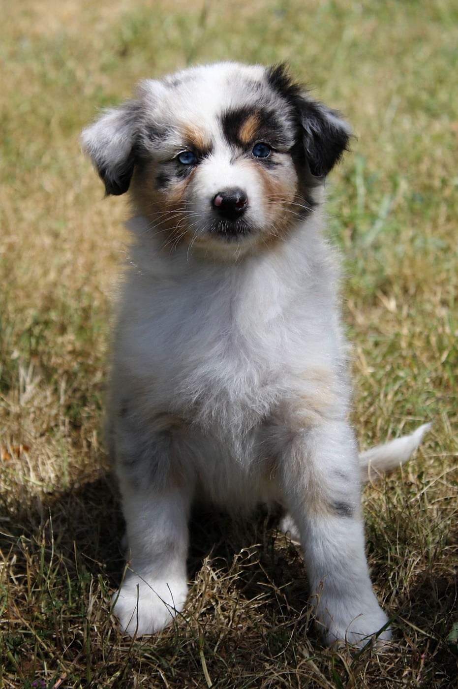 CHIOT 8
