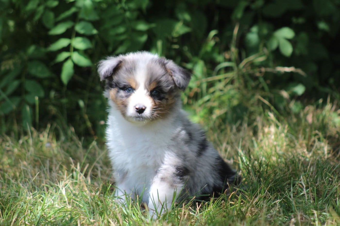 CHIOT 10 - Berger Australien