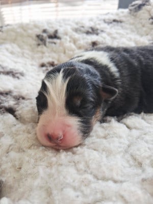 CHIOT 1 - Berger Australien