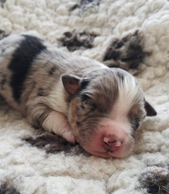 CHIOT 2 - Berger Australien