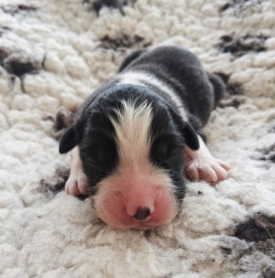 CHIOT 3 - Berger Australien
