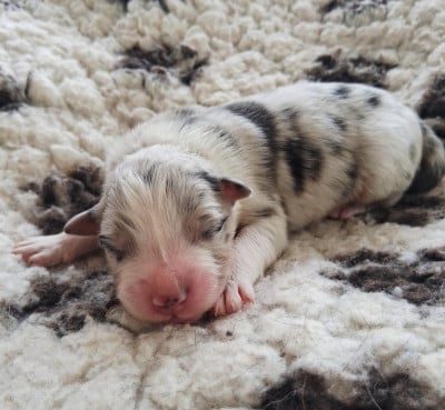 CHIOT 4 - Berger Australien