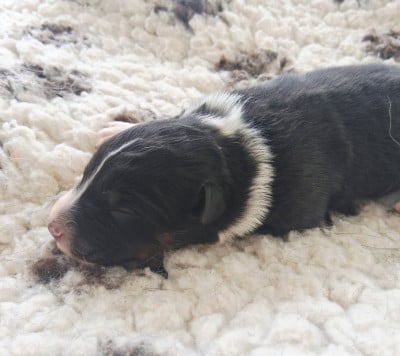 CHIOT 5 - Berger Australien