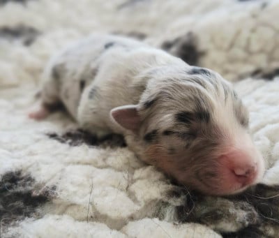 CHIOT 6 - Berger Australien