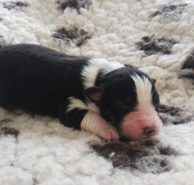 CHIOT 7 - Berger Australien