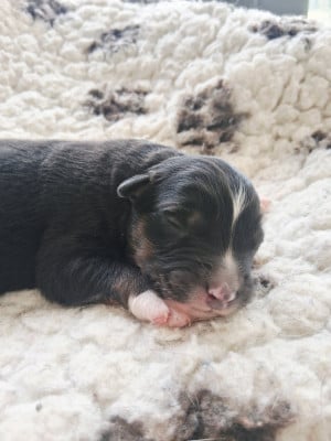 CHIOT 9 - Berger Australien