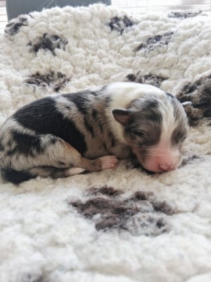 CHIOT 10 - Berger Australien