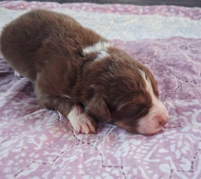Les chiots de Berger Australien