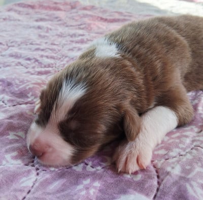 Les chiots de Berger Australien