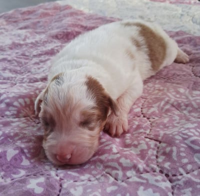 Les chiots de Berger Australien