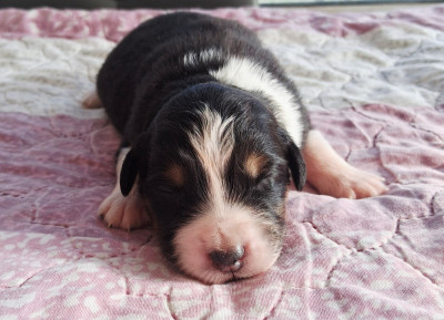 Les chiots de Berger Australien