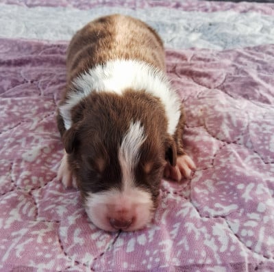 Les chiots de Berger Australien