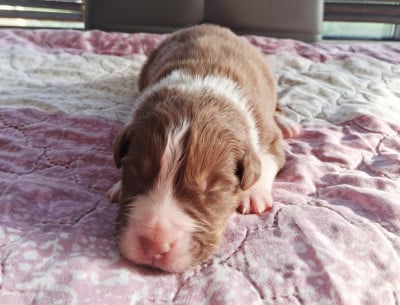 Les chiots de Berger Australien
