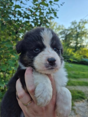 Les chiots de Berger Australien