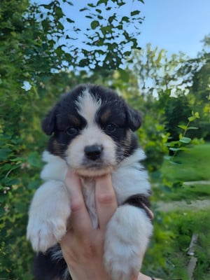 Les chiots de Berger Australien