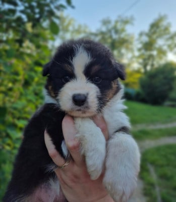 Les chiots de Berger Australien