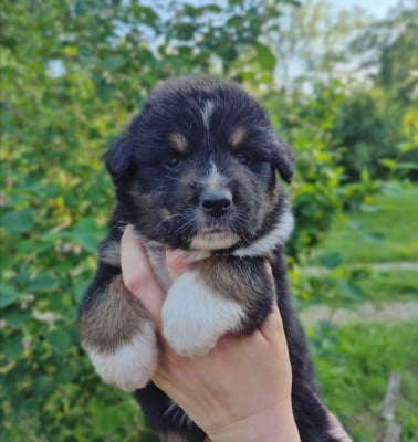Les chiots de Berger Australien