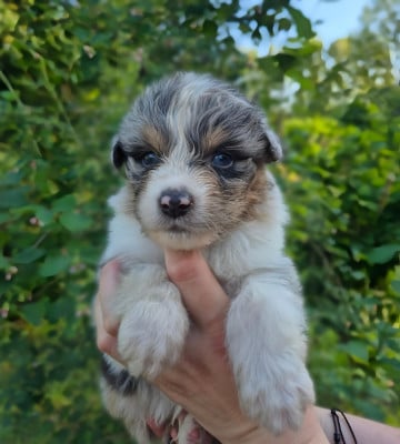 Les chiots de Berger Australien