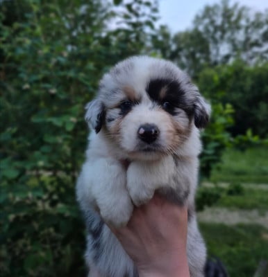 Les chiots de Berger Australien
