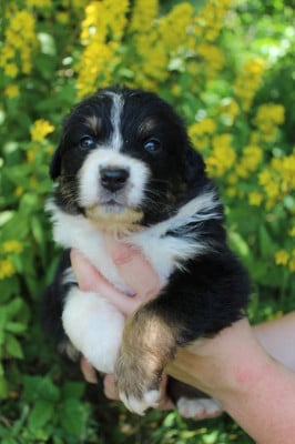 Les chiots de Berger Australien